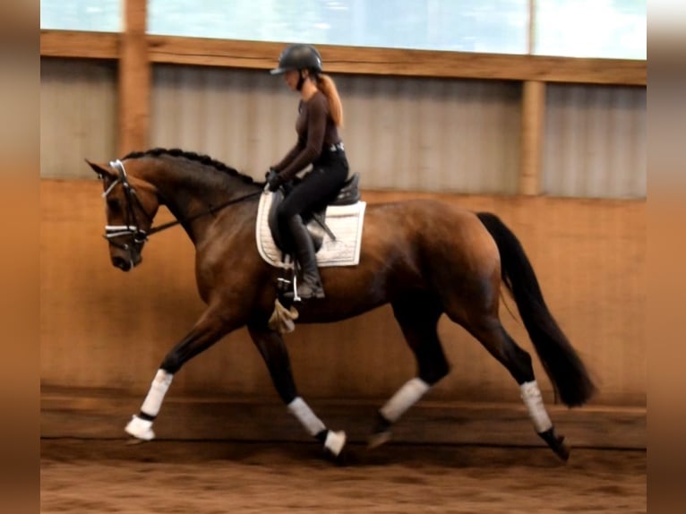 Koń oldenburski Klacz 4 lat 168 cm Gniada in Fredenbeck