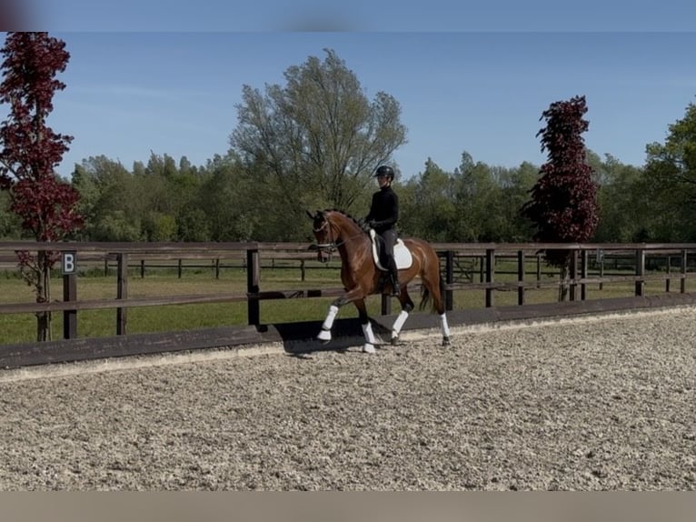 Koń oldenburski Klacz 4 lat 168 cm Gniada in Meckenheim