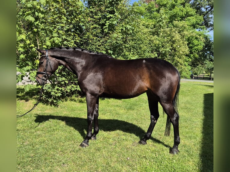 Koń oldenburski Klacz 4 lat 168 cm Kara in Eydelstedt