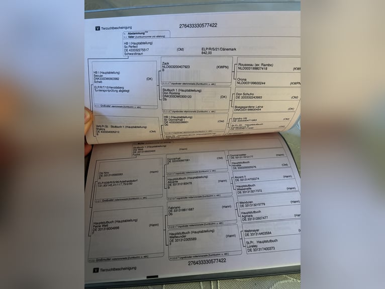 Koń oldenburski Klacz 4 lat 168 cm Kara in Gremersdorf