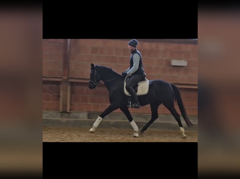 Koń oldenburski Klacz 4 lat 168 cm Kara in Struth