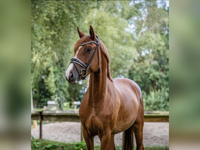 Koń oldenburski Klacz 4 lat 168 cm Kasztanowata in Ahausen