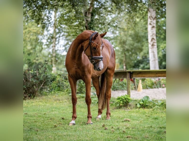 Koń oldenburski Klacz 4 lat 168 cm Kasztanowata in Ahausen