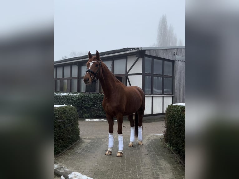 Koń oldenburski Klacz 4 lat 168 cm Kasztanowata in Ratingen