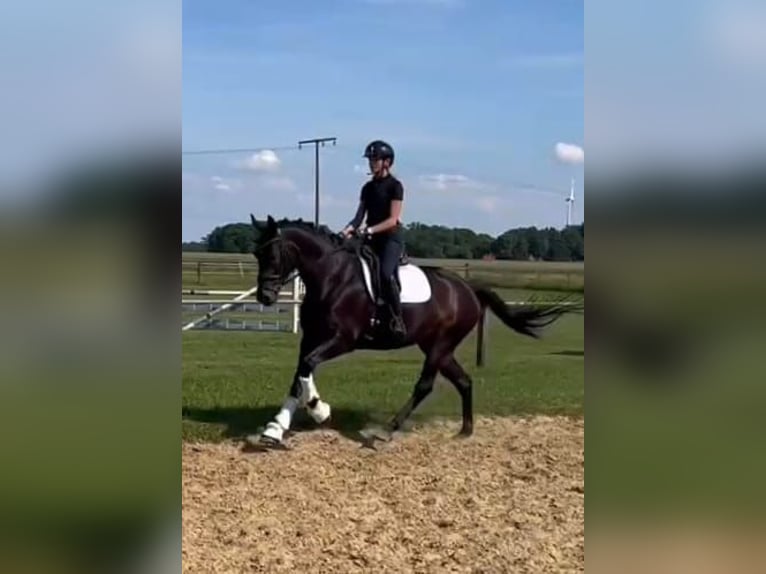Koń oldenburski Klacz 4 lat 168 cm Skarogniada in Eydelstedt