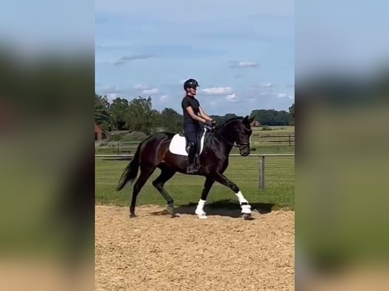 Koń oldenburski Klacz 4 lat 168 cm Skarogniada in Eydelstedt