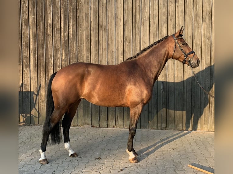 Koń oldenburski Klacz 4 lat 169 cm Gniada in Vechta