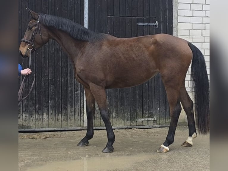 Koń oldenburski Klacz 4 lat 169 cm Gniada in Kürten