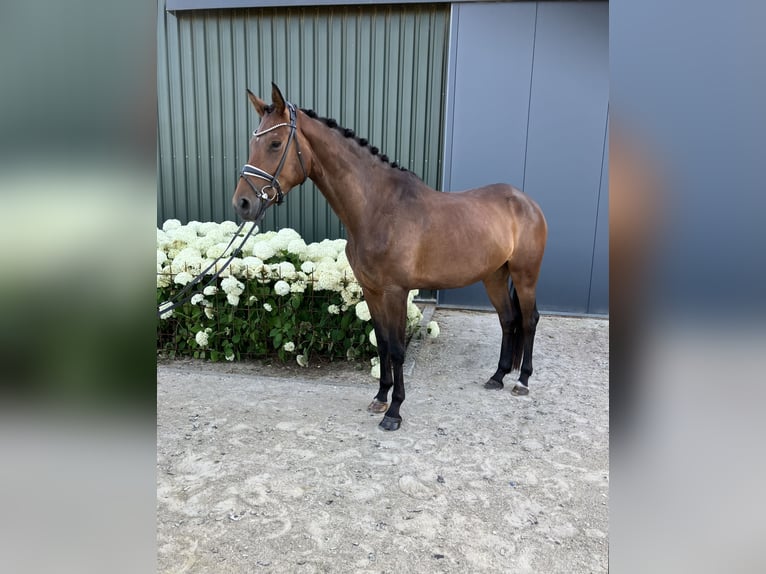 Koń oldenburski Klacz 4 lat 169 cm Gniada in M&#xF6;nchengladbach