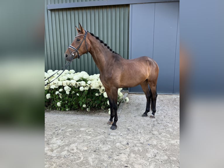 Koń oldenburski Klacz 4 lat 169 cm Gniada in M&#xF6;nchengladbach