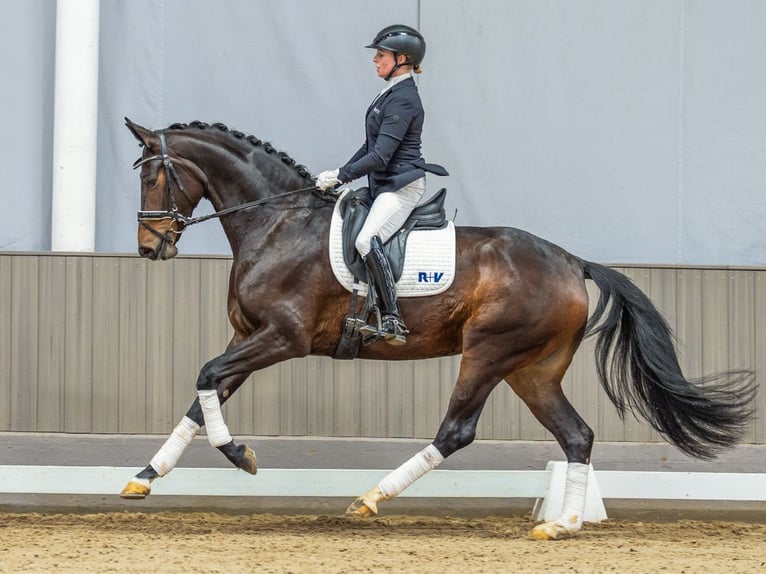 Koń oldenburski Klacz 4 lat 169 cm Gniada in Münster-Handorf