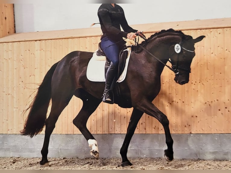 Koń oldenburski Klacz 4 lat 169 cm Kara in Hennweiler