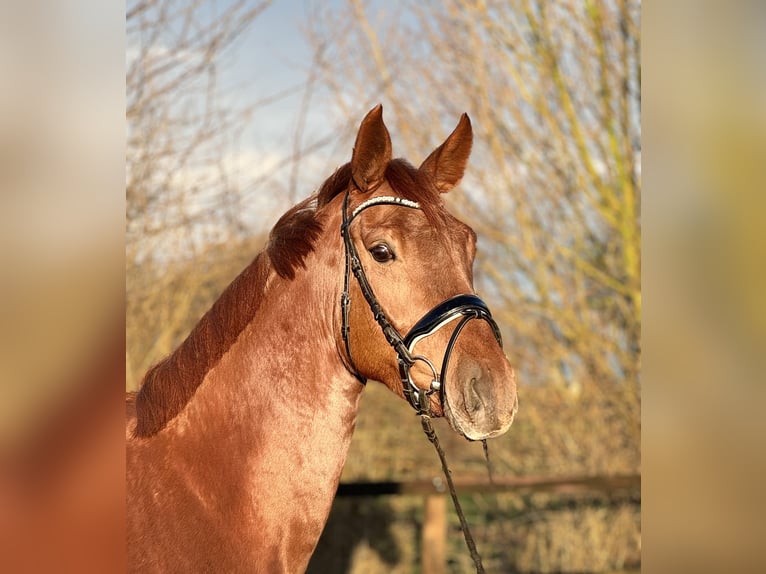 Koń oldenburski Klacz 4 lat 169 cm Kasztanowata in Lohne (Oldenburg)