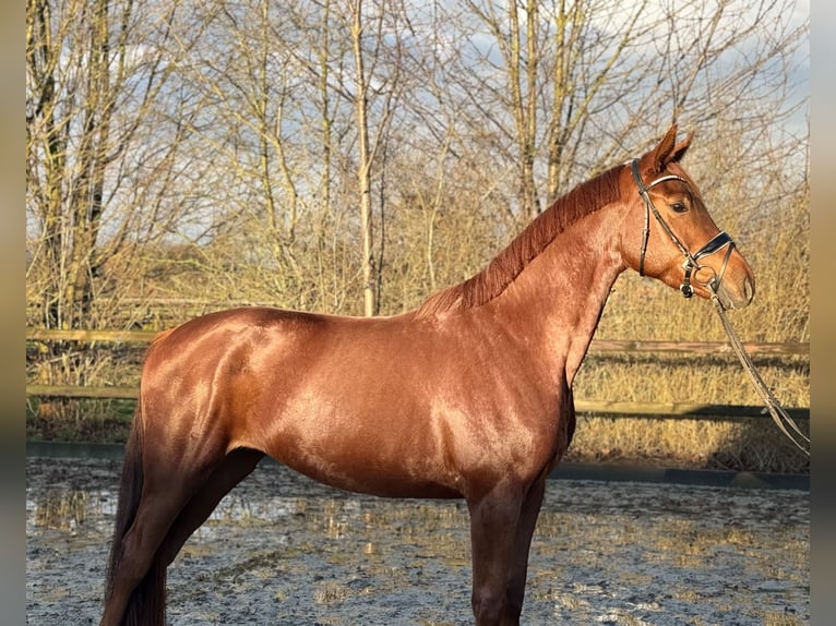Koń oldenburski Klacz 4 lat 169 cm Kasztanowata in Lohne (Oldenburg)