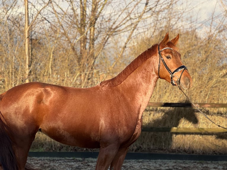 Koń oldenburski Klacz 4 lat 169 cm Kasztanowata in Lohne (Oldenburg)