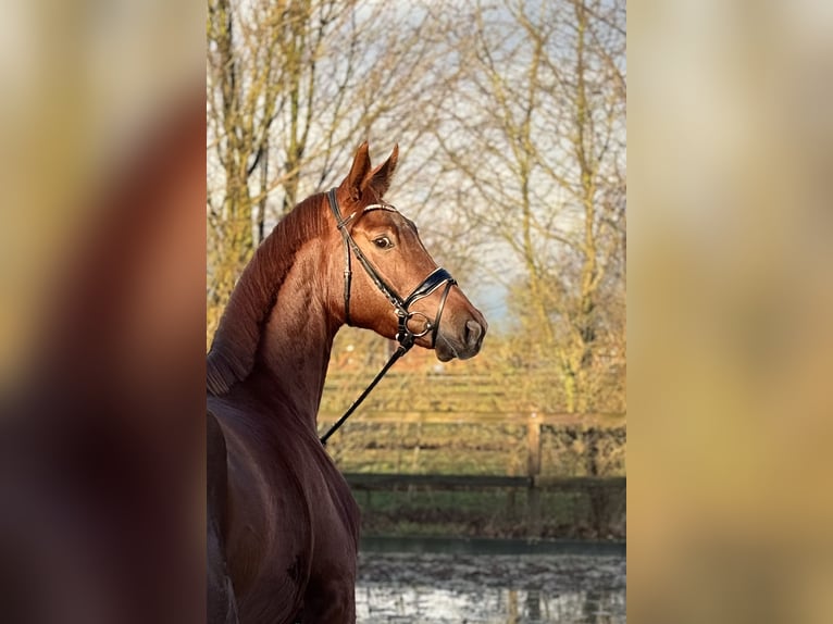 Koń oldenburski Klacz 4 lat 169 cm Kasztanowata in Lohne (Oldenburg)