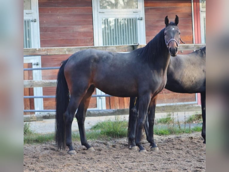 Koń oldenburski Klacz 4 lat 170 cm Ciemnogniada in Radeburg