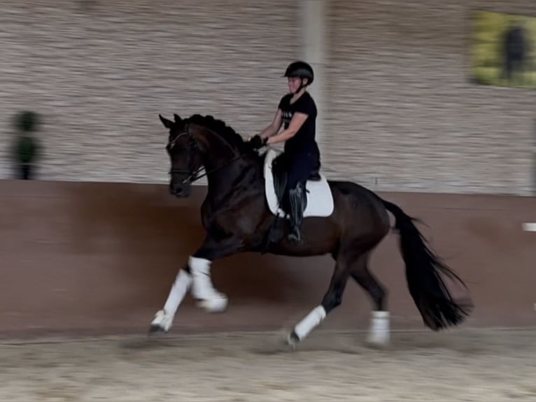 Koń oldenburski Klacz 4 lat 170 cm Ciemnogniada in Wehringen