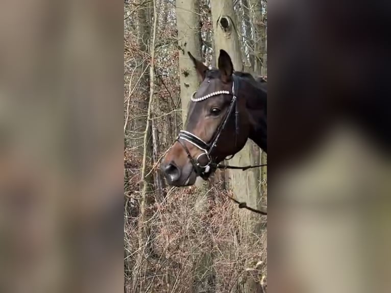 Koń oldenburski Klacz 4 lat 170 cm Ciemnogniada in Rosdorf