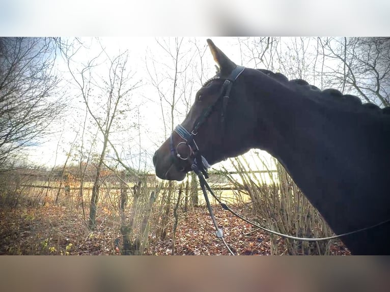 Koń oldenburski Klacz 4 lat 170 cm Ciemnogniada in Rosdorf