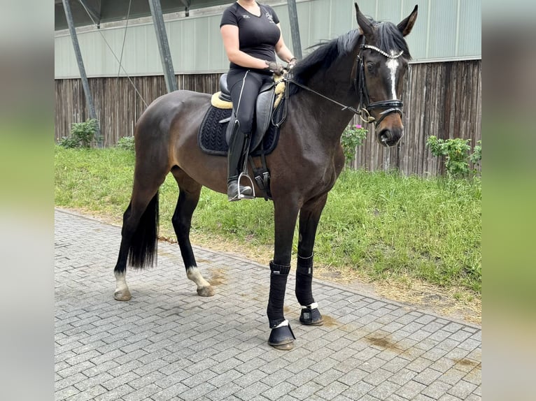 Koń oldenburski Klacz 4 lat 170 cm Ciemnogniada in Phöben