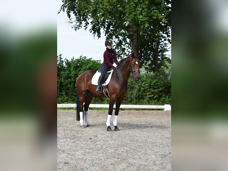 Koń oldenburski Klacz 4 lat 170 cm Ciemnogniada in Visbek