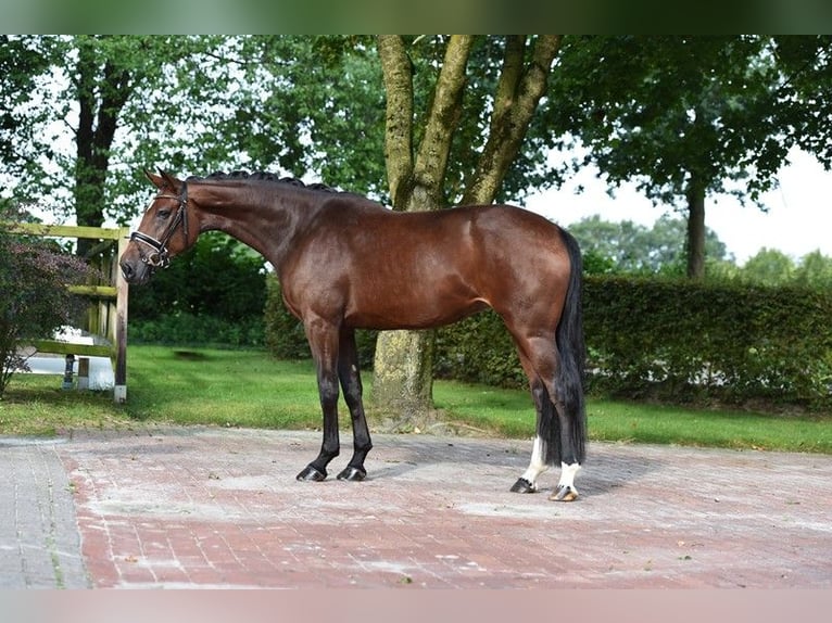 Koń oldenburski Klacz 4 lat 170 cm Ciemnogniada in Visbek