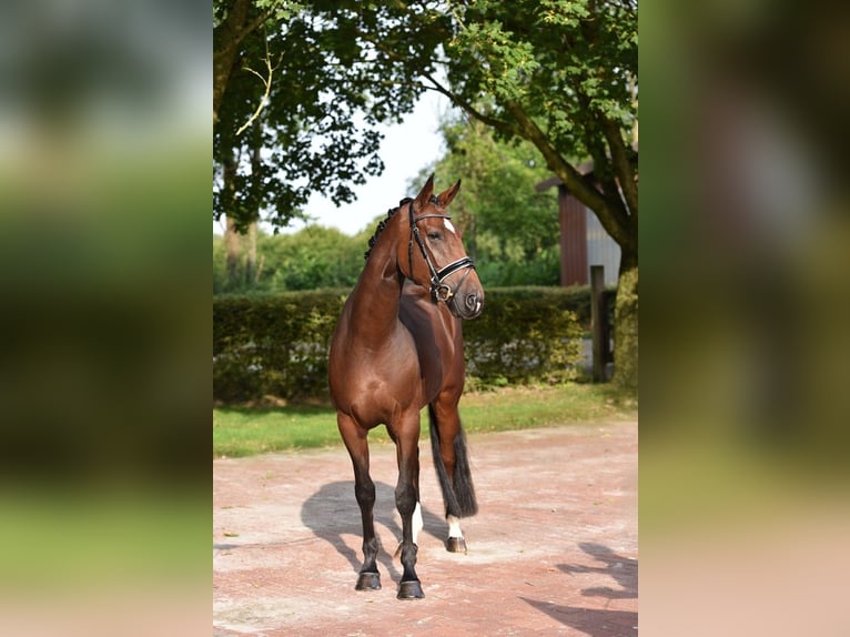 Koń oldenburski Klacz 4 lat 170 cm Ciemnogniada in Visbek