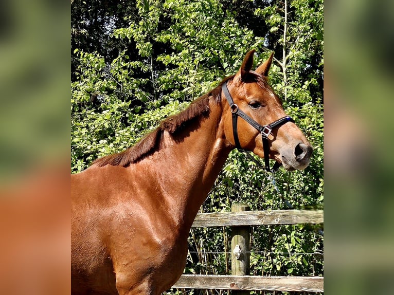 Koń oldenburski Klacz 4 lat 170 cm Ciemnokasztanowata in Apen