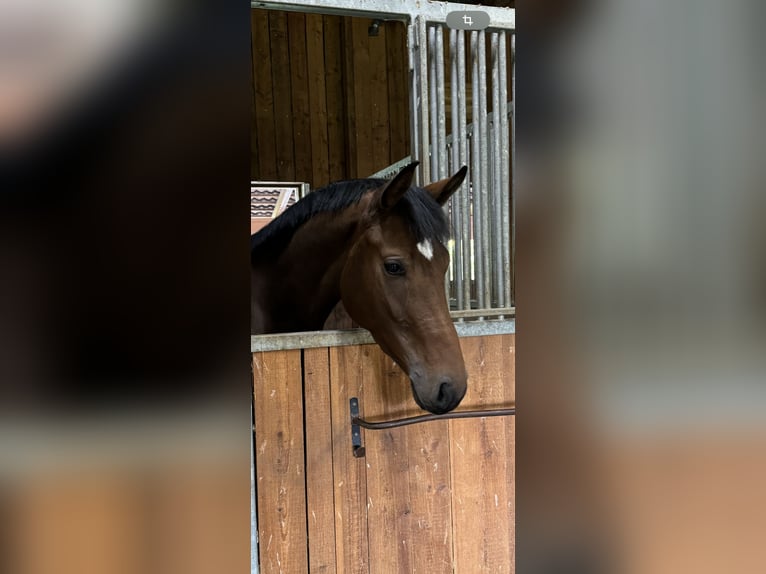 Koń oldenburski Klacz 4 lat 170 cm Gniada in Hairedt