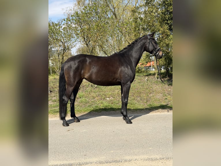 Koń oldenburski Klacz 4 lat 170 cm Gniada in Phöben