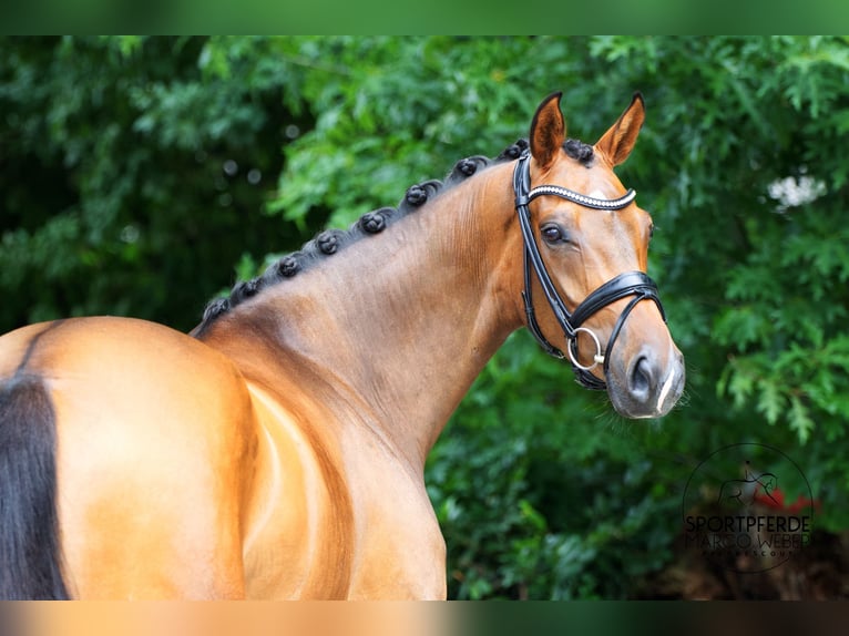 Koń oldenburski Klacz 4 lat 170 cm Gniada in Lienen