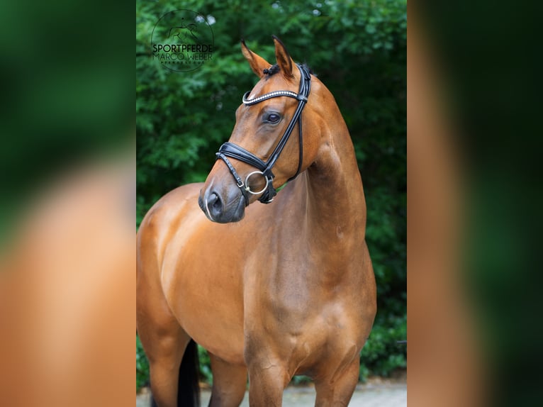 Koń oldenburski Klacz 4 lat 170 cm Gniada in Lienen