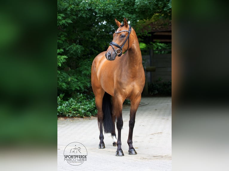 Koń oldenburski Klacz 4 lat 170 cm Gniada in Lienen