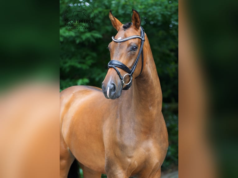 Koń oldenburski Klacz 4 lat 170 cm Gniada in Lienen