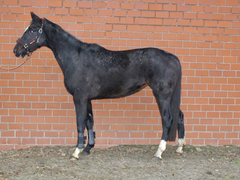 Koń oldenburski Klacz 4 lat 170 cm Kara in Höltinghausen