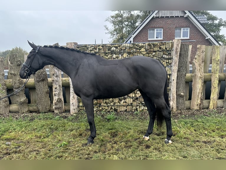 Koń oldenburski Klacz 4 lat 170 cm Kara in Emlichheim