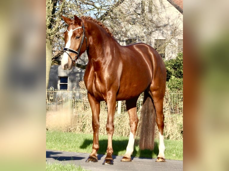 Koń oldenburski Klacz 4 lat 170 cm Kasztanowata in Berne