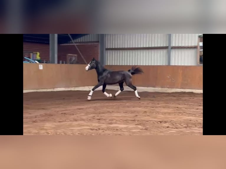 Koń oldenburski Klacz 4 lat 170 cm Skarogniada in Saterland