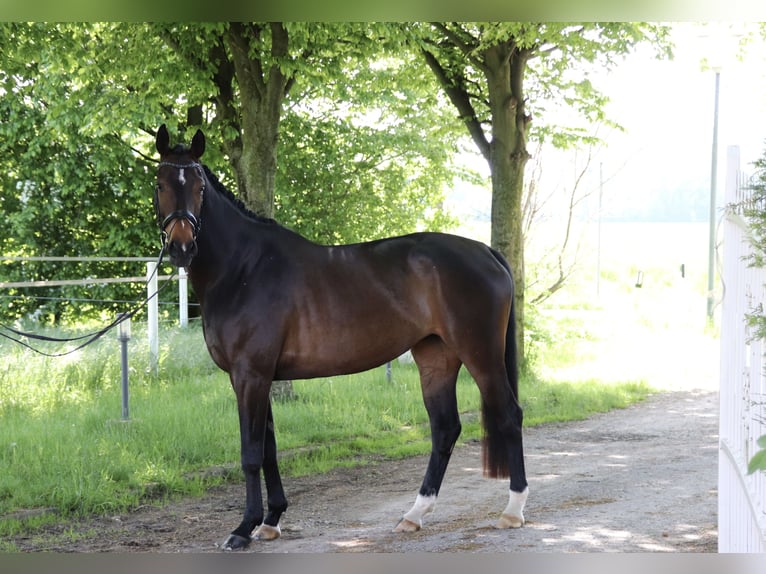 Koń oldenburski Klacz 4 lat 171 cm Ciemnogniada in Salzkotten