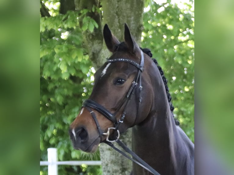 Koń oldenburski Klacz 4 lat 171 cm Ciemnogniada in Salzkotten