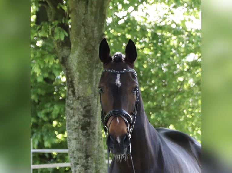 Koń oldenburski Klacz 4 lat 171 cm Ciemnogniada in Salzkotten