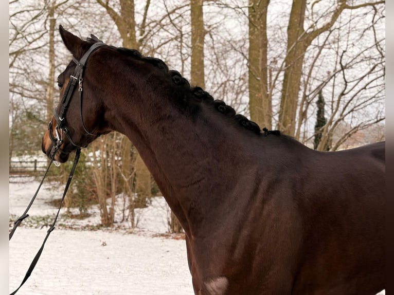 Koń oldenburski Klacz 4 lat 171 cm Gniada in Ibbenbüren