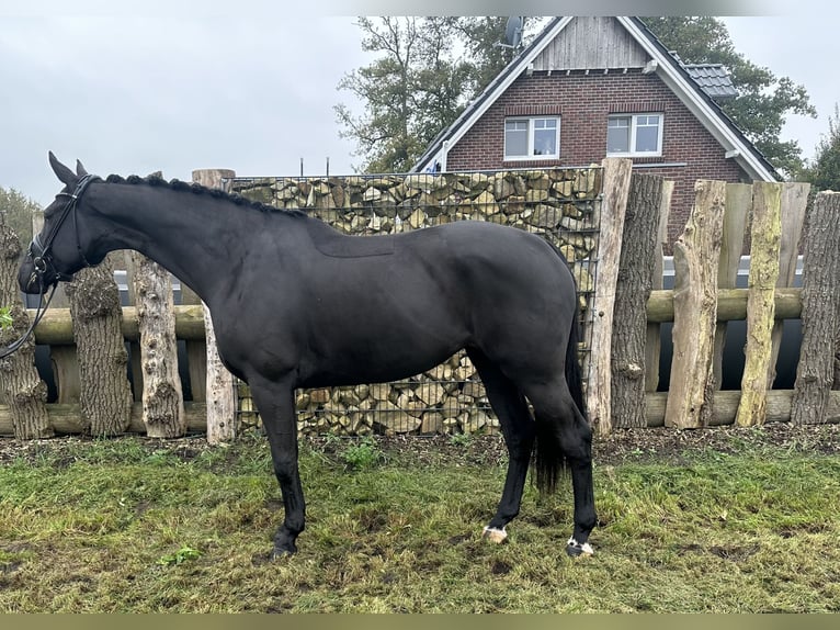 Koń oldenburski Klacz 4 lat 171 cm Kara in Emlichheim