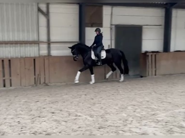 Koń oldenburski Klacz 4 lat 172 cm Ciemnogniada in Mönchengladbach