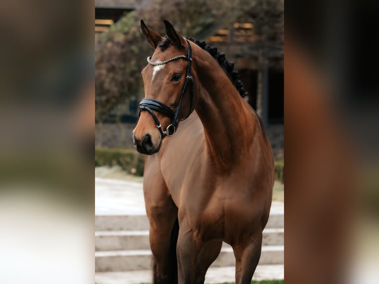 Koń oldenburski Klacz 4 lat 172 cm Gniada in Dreieich