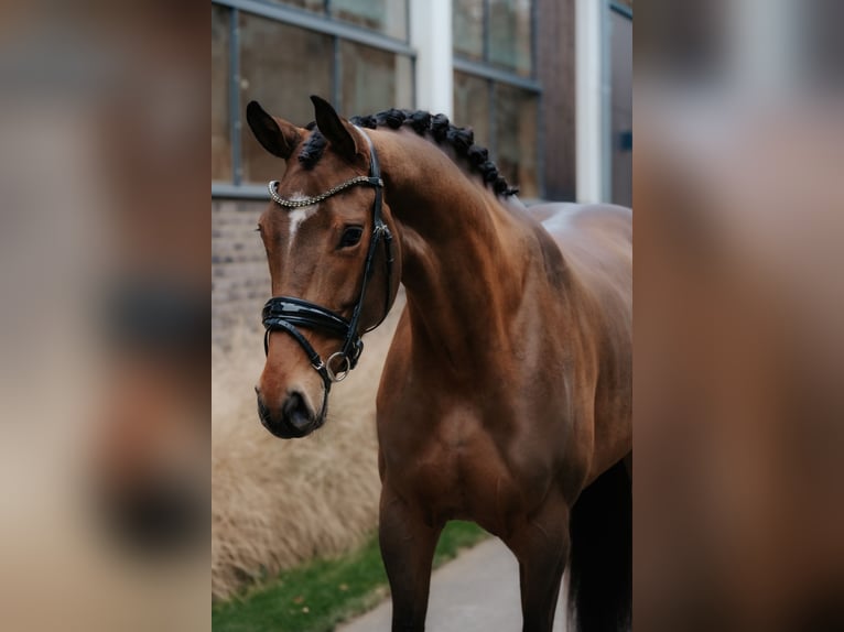 Koń oldenburski Klacz 4 lat 172 cm Gniada in Dreieich