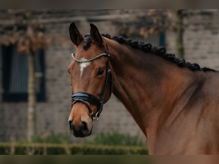 Koń oldenburski Klacz 4 lat 172 cm Gniada in Dreieich