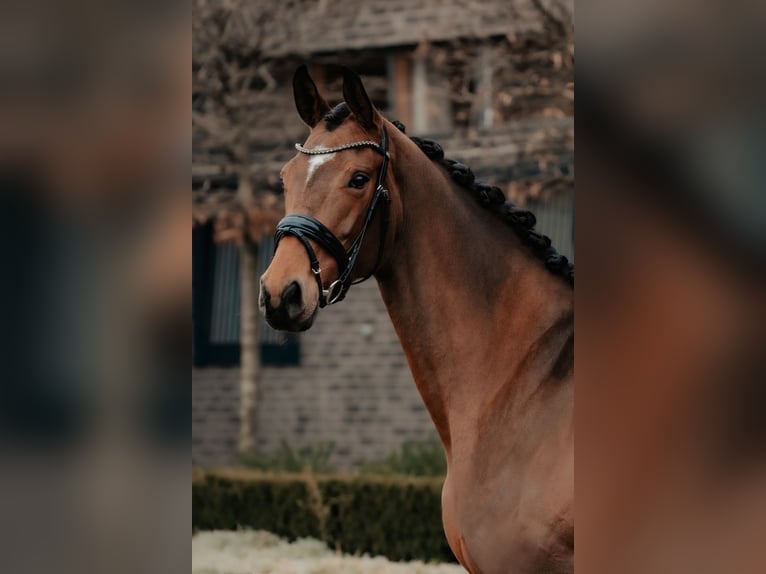 Koń oldenburski Klacz 4 lat 172 cm Gniada in Dreieich