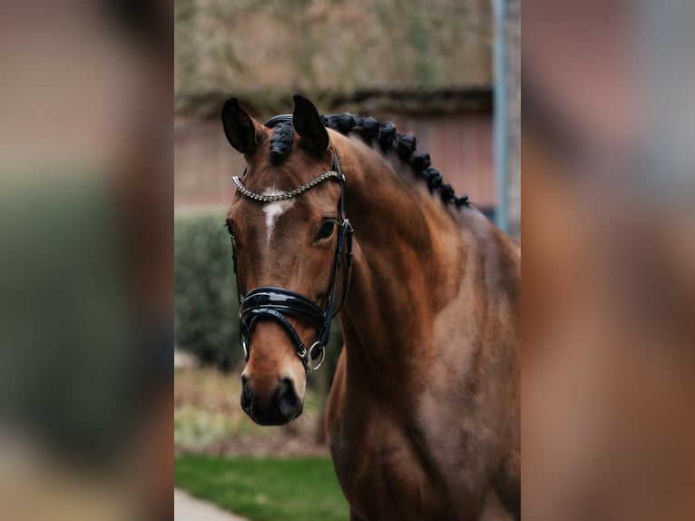 Koń oldenburski Klacz 4 lat 172 cm Gniada in Dreieich